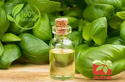 Basil Oil