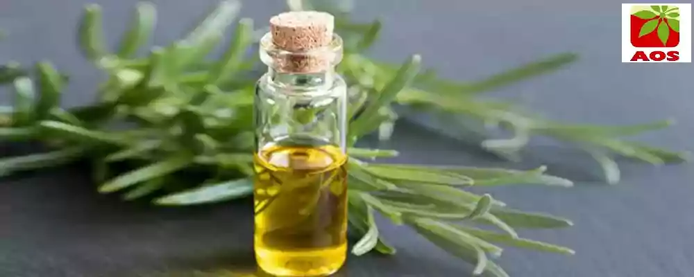 Rosemary Oil for Hair