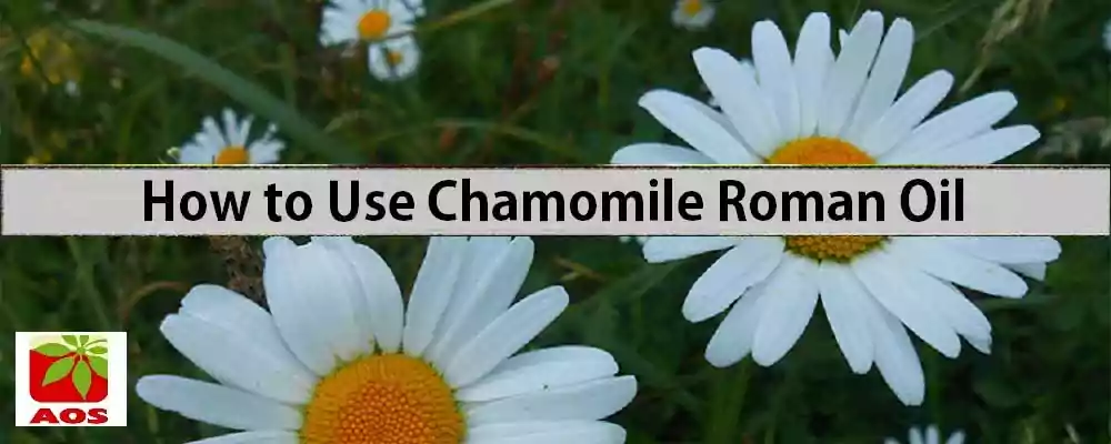 How to Use Chamomile Roman Oil