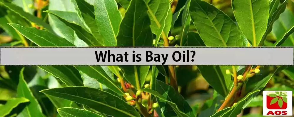 About Bay Oil