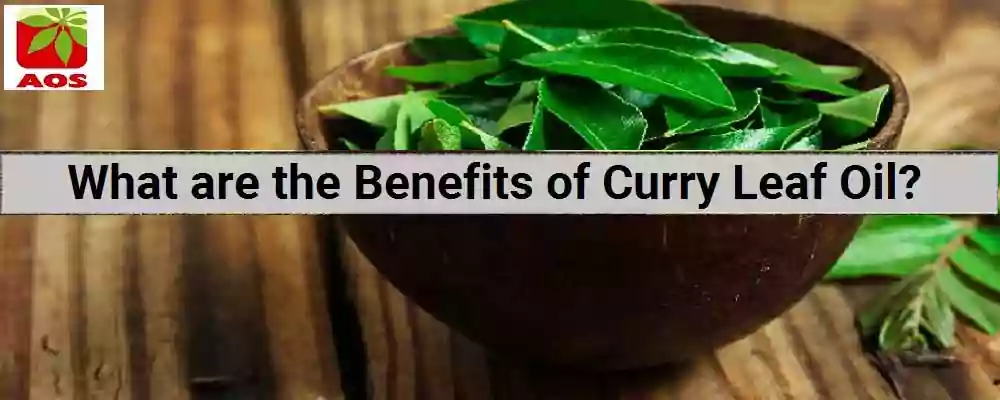About Curry Leaf Oil