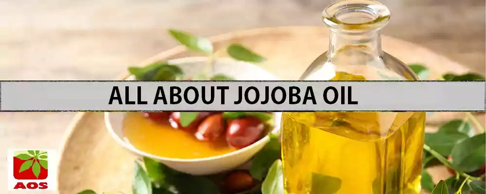 Jojoba Oil Where to Buy