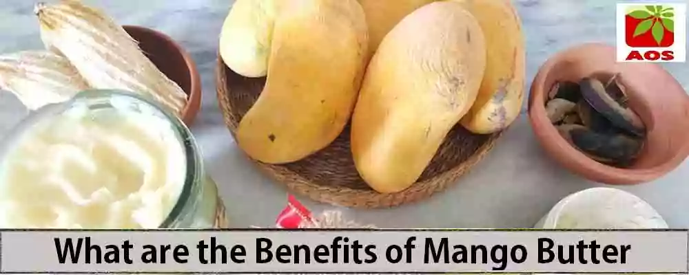 Benefits of Mango Butter