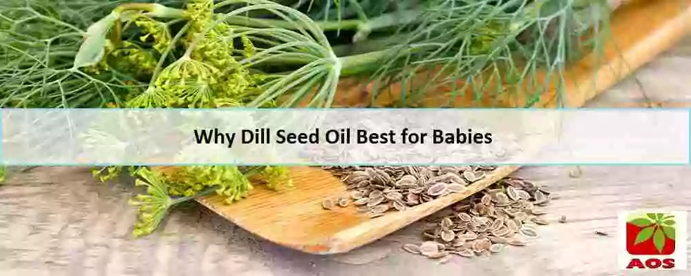 Dill Oil for Babies
