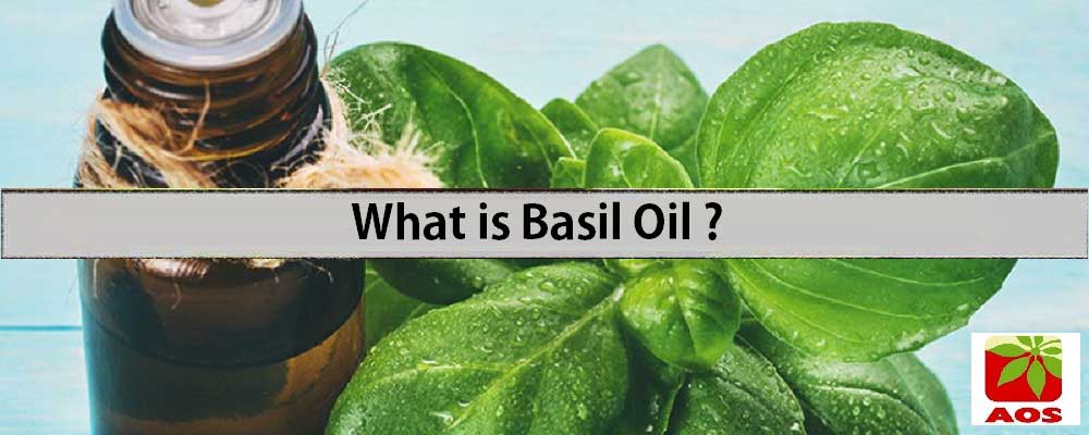 How To Use Basil Oil Introduction And Chemical Composition