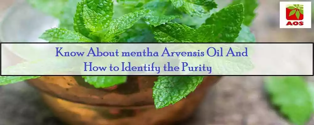 how to Check Purity of Mentha Oil
