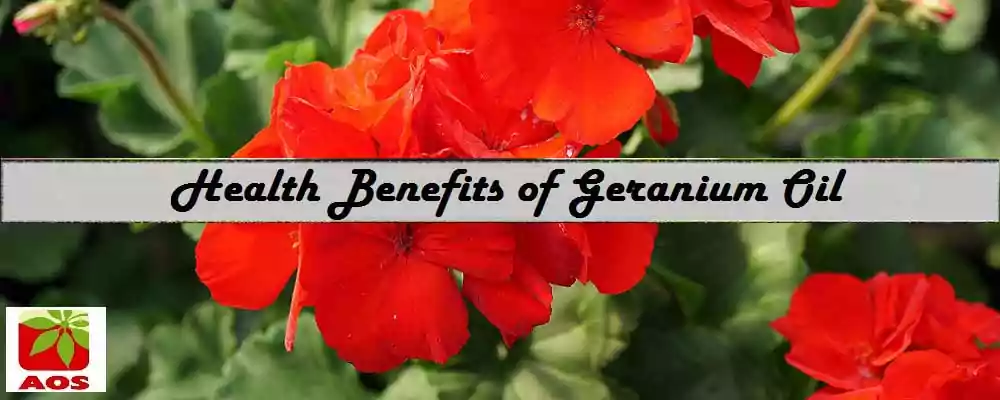Geranium Oil benefits