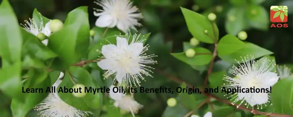 Myrtle Oil Benefits