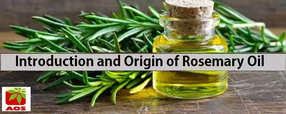 What is Rosemary Oil