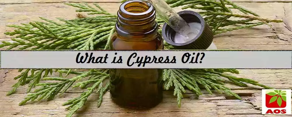 All About Cypress Oil