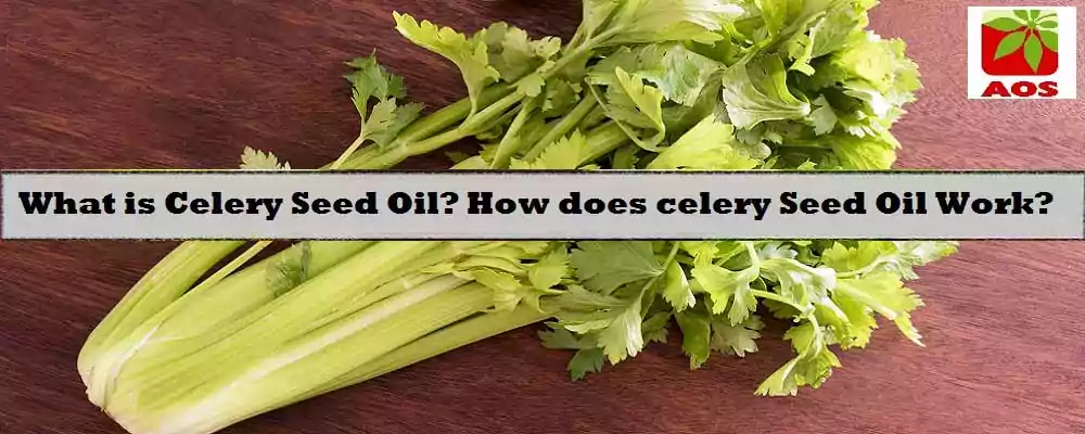 All About Celery Seed Oil