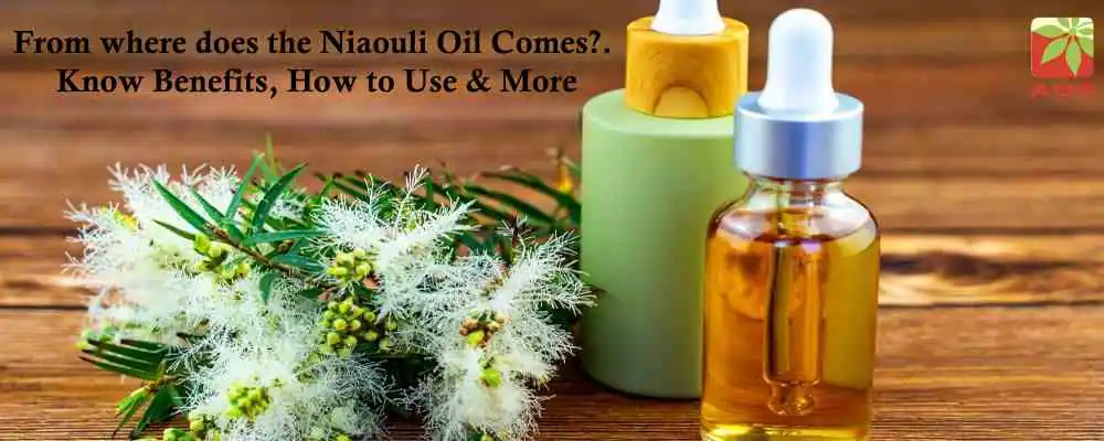 Benefits and Uses of Niaouli Oil