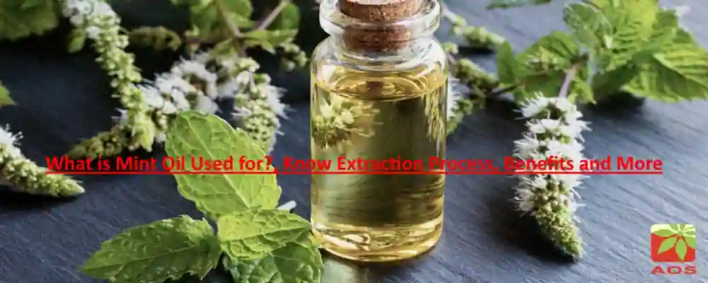 All About Mint Oil