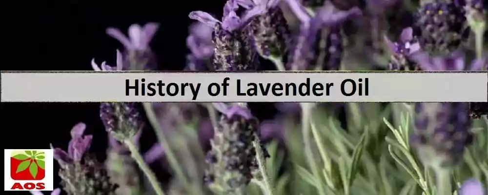 History of Lavender Oil