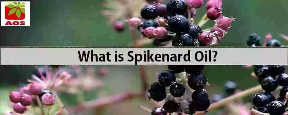About Spikenard Oil