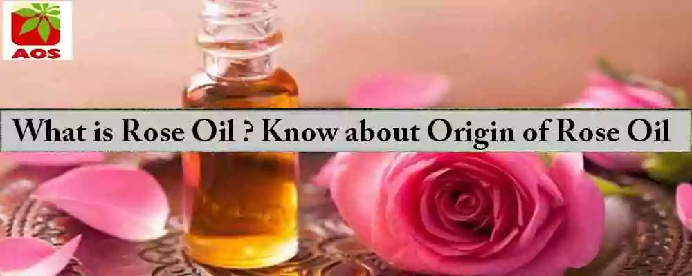 What is Rose Oil