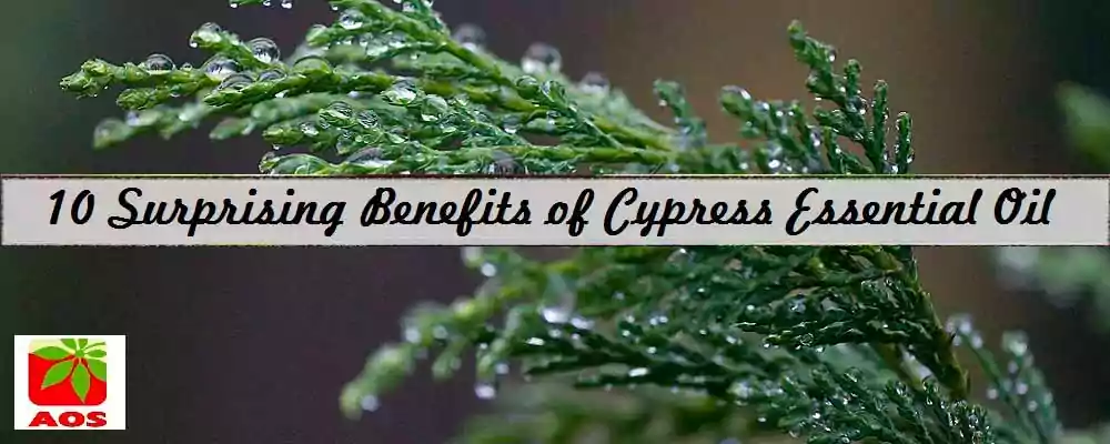 Health Benefits of Cypress Oil