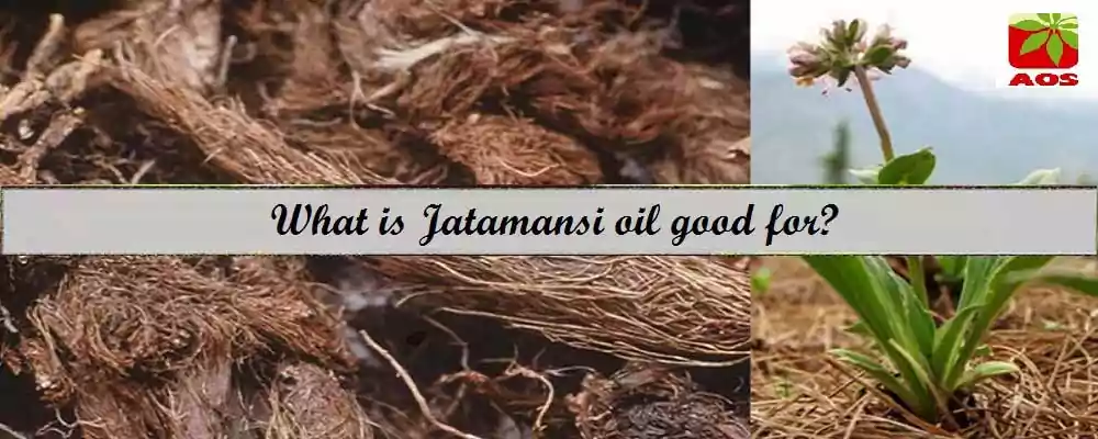 About Jatamansi Oil