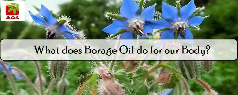 Borage Oil Benefits