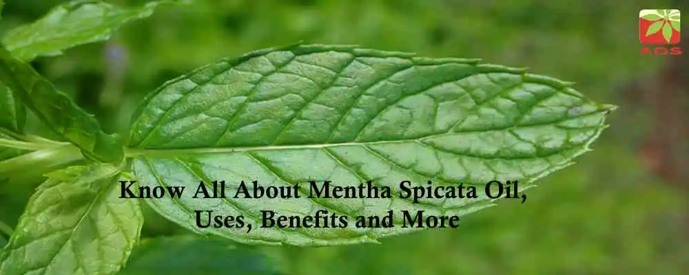 What is Mentha Spicata Oil