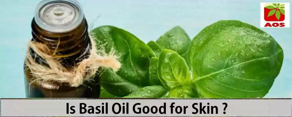 Is Basil Oil Good for Skin