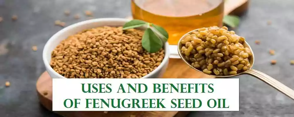 Fenugreek Seed Oil Where to Buy