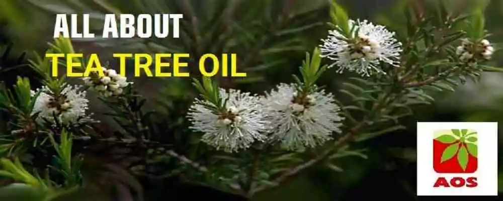 What is Tea Tree Oil