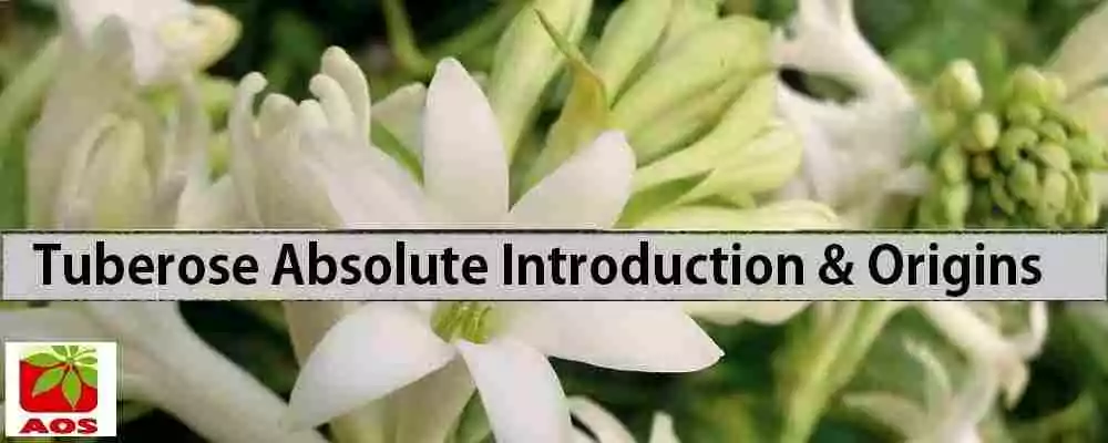 Tuberose Absolute Where to Buy