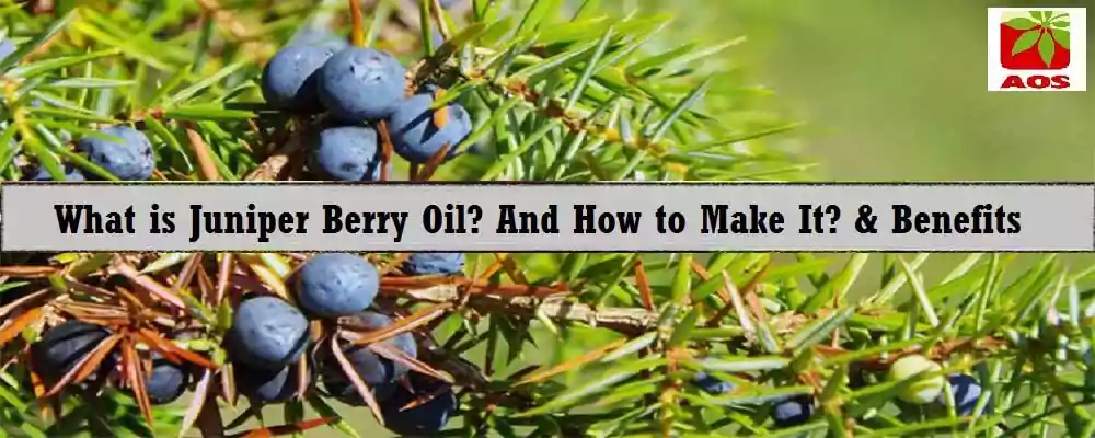 Juniper Berry Oil Benefits