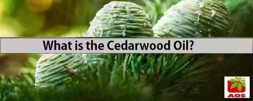 All About Cedarwood Oil