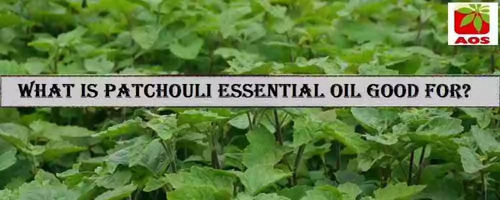 All About Patchouli Oil