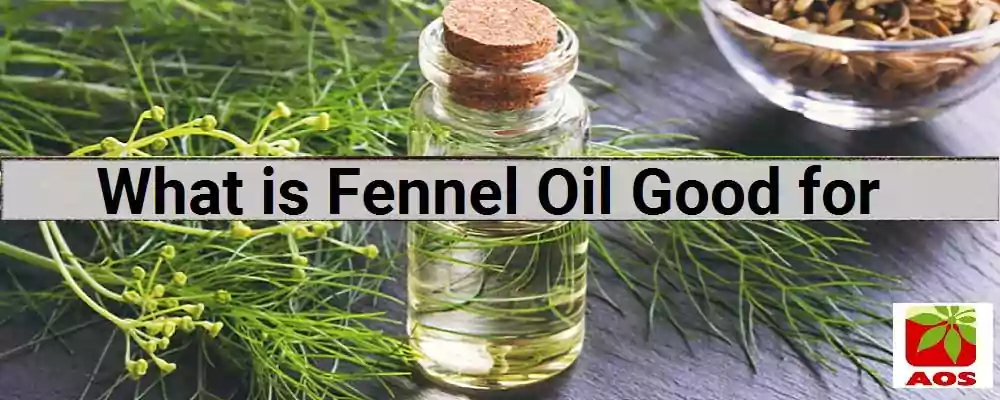 About Fennel Oil