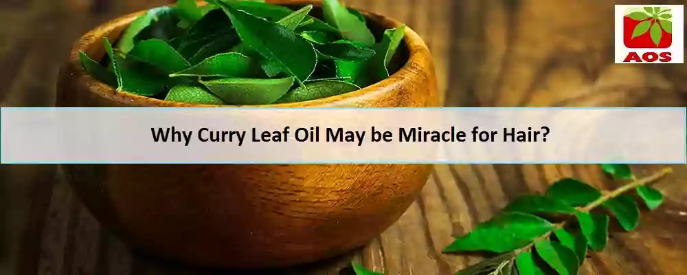 Curry Leaf Oil for Hair