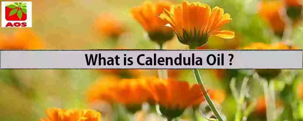 About Calendula Oil