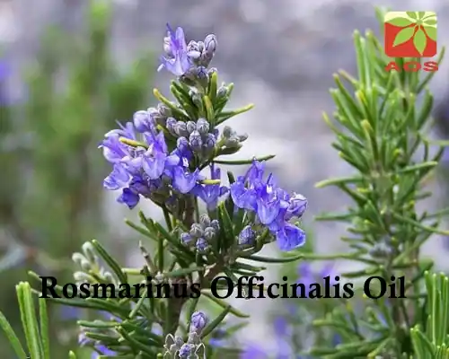 Rosmarinus Officinalis Oil