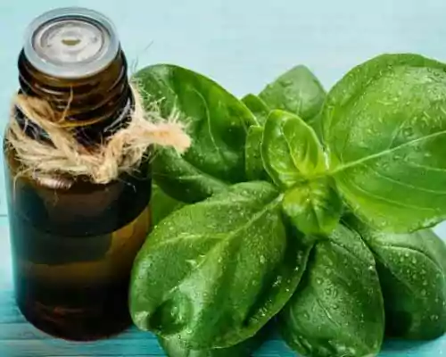 Is Basil Oil Good for Skin