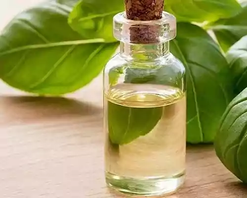 How to Use Basil Oil