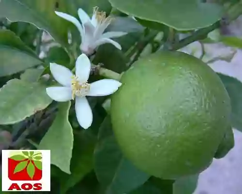 Is Lime Oil Good for Skin