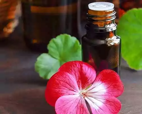 All About Geranium Oil