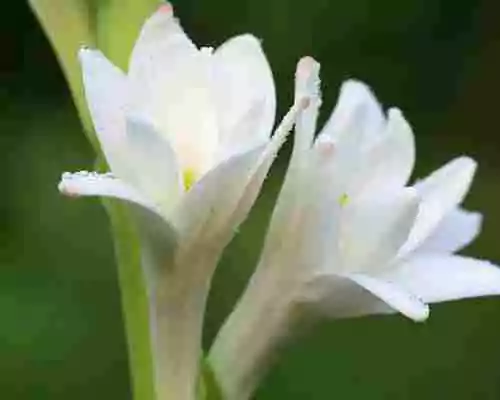 Tuberose Absolute Where to Buy