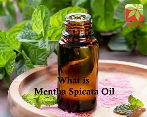 What is Mentha Spicata Oil