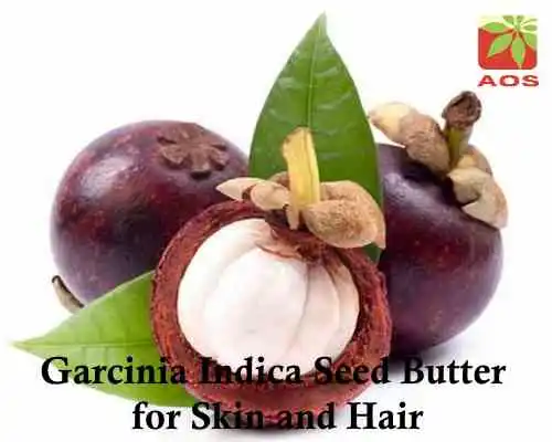 Garcinia Indica Seed Butter for Skin and Hair