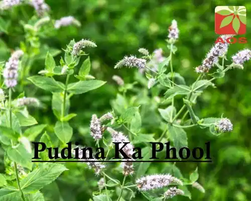 Pudina Ka Phool