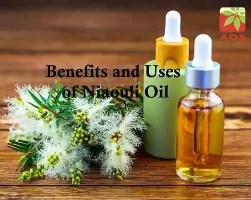 Benefits and Uses of Niaouli Oil