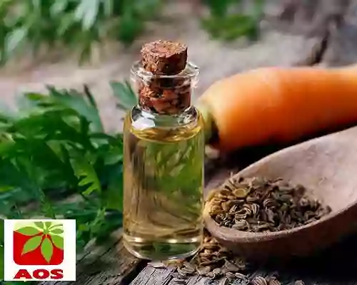 Carrot Seed Oil Where to Buy