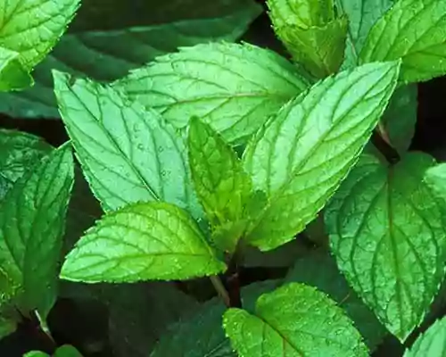 Health Benefits of Peppermint Oil