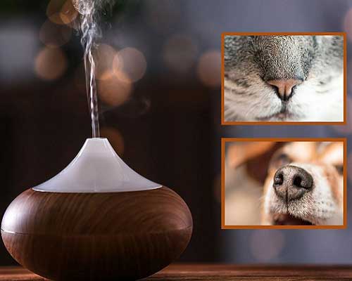 Essential Oil and Animals