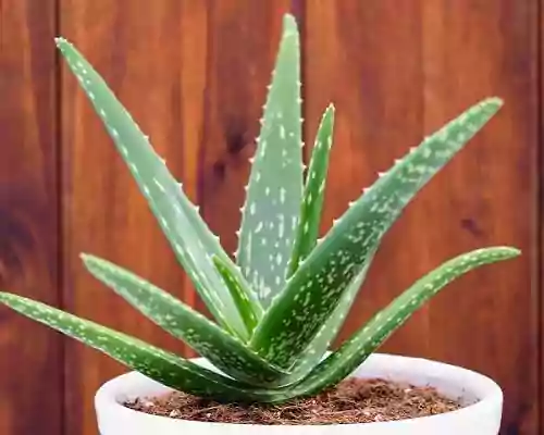 How to Check Purity of Aloe Vera Gel