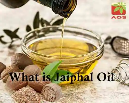 What is Jaiphal Oil