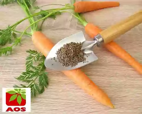 What is Carrot Seed Oil